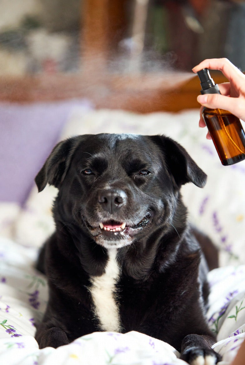Happy Snout Calming Mist for Dogs | Natural Dog Calming Spray | Lavender & Chamomile | 2 oz
